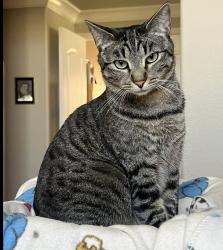 Lost Female Cat last seen Grand Ave and Pleasant Hill Dr, Chino Hills, CA 91709
