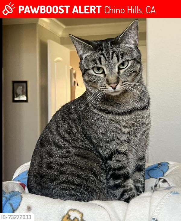 Lost Female Cat last seen Grand Ave and Pleasant Hill Dr, Chino Hills, CA 91709