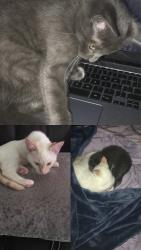 Lost Female Cat last seen Near McDonnell Ave, Biloxi, MS 39531
