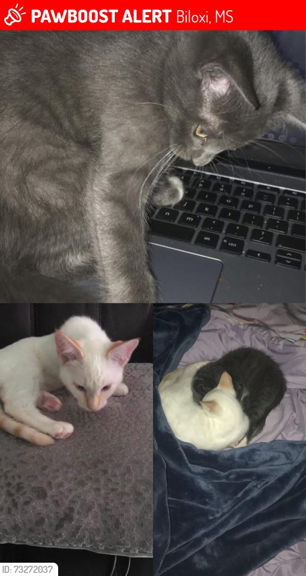 Lost Female Cat last seen Near McDonnell Ave, Biloxi, MS 39531