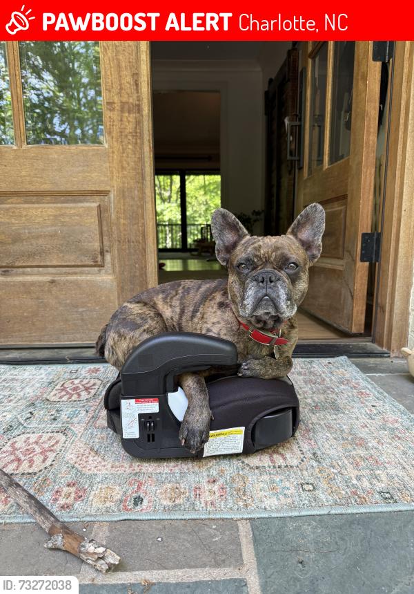 Lost Male Dog last seen Wendover Rd & Randolph, Charlotte, NC 28211