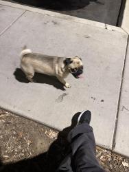 Reunited Male Dog last seen B street and childs, Merced, CA 95341