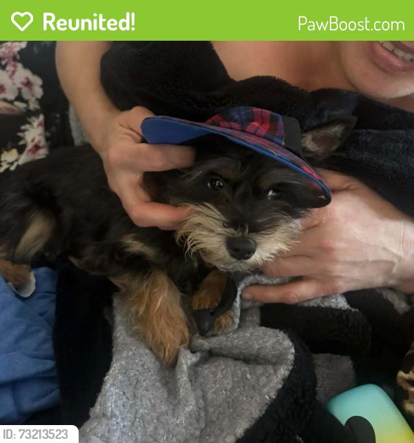 Reunited Female Dog last seen 72nd and golden given, Tacoma, WA 98404
