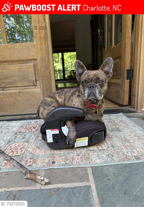 Lost Male Dog last seen Near Randolph and Wendover, Charlotte, NC 28211