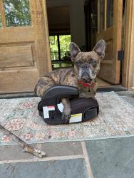 Lost Male Dog last seen Near Randolph and Wendover, Charlotte, NC 28211
