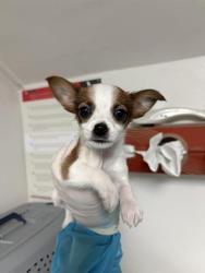 Shelter Stray Male Dog last seen Near BLOCK FRUITVALE AVE, BAKERSFIELD CA 93308, 3951 Fruitvale Ave, Bakersfield, CA 93308, USA