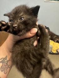 Shelter Stray Male Cat last seen LERDO HWY, BAKERSFIELD CA 93308, 3951 Fruitvale Ave, Bakersfield, CA 93308, USA