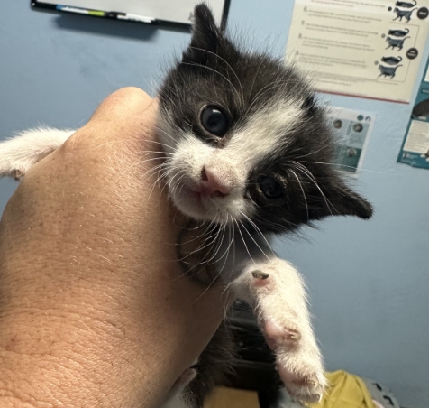Shelter Stray Female Cat last seen LERDO HWY, BAKERSFIELD CA 93308, 3951 Fruitvale Ave, Bakersfield, CA 93308, USA