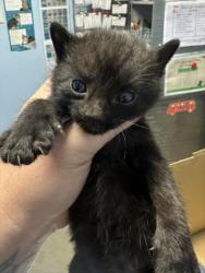 Shelter Stray Male Cat last seen LERDO HWY, BAKERSFIELD CA 93308, 3951 Fruitvale Ave, Bakersfield, CA 93308, USA