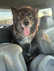 Found/Stray Male Dog last seen Right on the corner, Lubbock, TX 79416