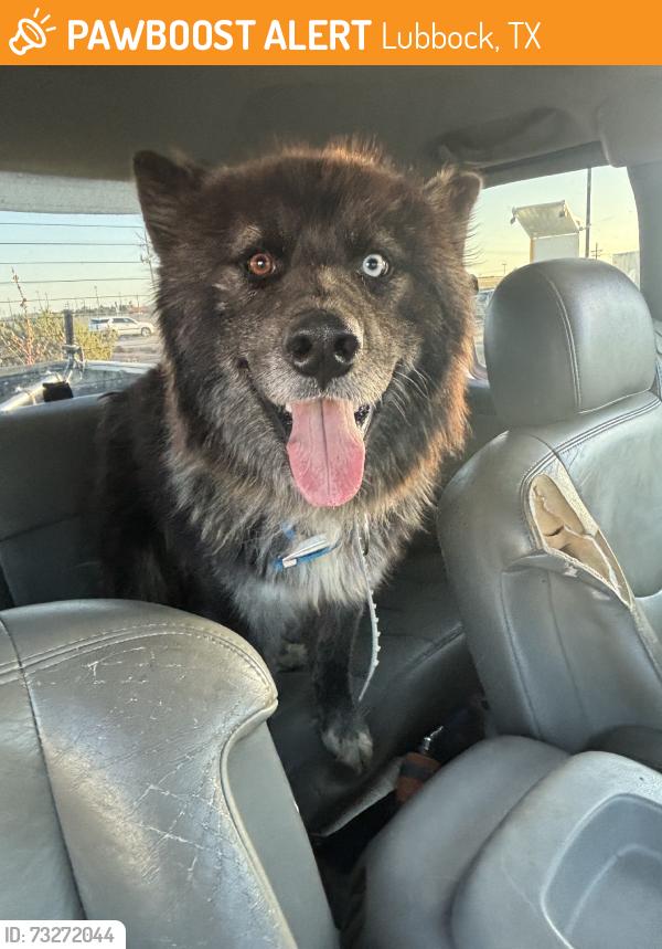 Found/Stray Male Dog last seen Right on the corner, Lubbock, TX 79416