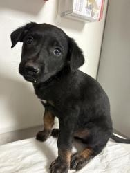 Shelter Stray Male Dog last seen Near BLOCK NORTHWIND DR, BAKERSFIELD CA 93313, 3951 Fruitvale Ave, Bakersfield, CA 93308, USA