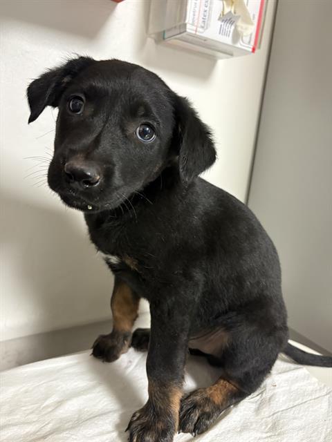 Shelter Stray Male Dog last seen Near BLOCK NORTHWIND DR, BAKERSFIELD CA 93313, 3951 Fruitvale Ave, Bakersfield, CA 93308, USA