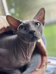 Reunited Male Cat last seen Near Berkridge Dr, Houston, TX 77053, USA, Houston, TX 77053
