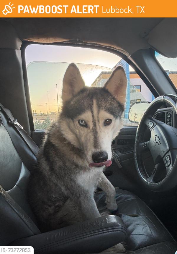 Found/Stray Female Dog last seen On the corner, Lubbock, TX 79416
