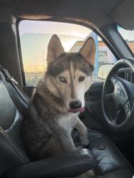 Found/Stray Female Dog last seen On the corner, Lubbock, TX 79416