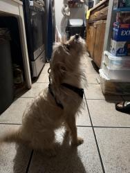 Found/Stray Male Dog last seen Near east and west Kensington rd. Heading down Laveta Terr towards sunset blvd, Los Angeles, CA 90026
