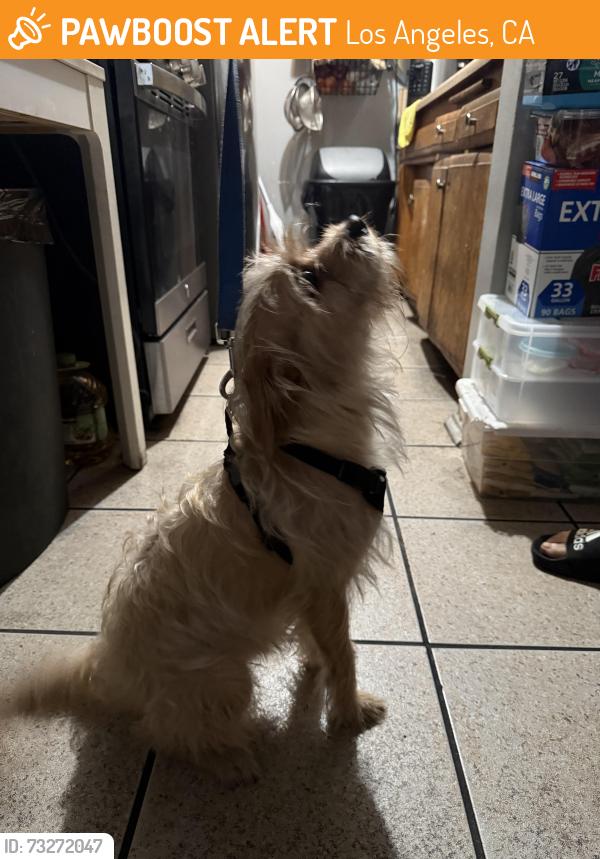 Found/Stray Male Dog last seen Near east and west Kensington rd. Heading down Laveta Terr towards sunset blvd, Los Angeles, CA 90026