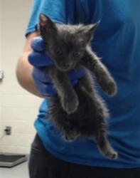 Shelter Stray Female Cat last seen Near BLOCK YARBOROUGH RD, HOPE MILLS NC 28348, 4704 Corporation Dr, Fayetteville, NC 28306, USA