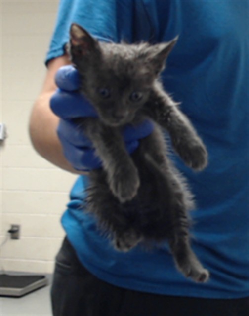 Shelter Stray Female Cat last seen Near BLOCK YARBOROUGH RD, HOPE MILLS NC 28348, 4704 Corporation Dr, Fayetteville, NC 28306, USA