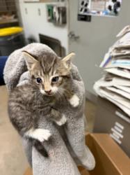 Shelter Stray Male Cat last seen , 14409 Vanowen St, Van Nuys, CA 91405, USA