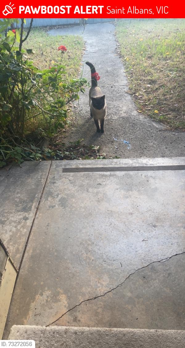 Lost Male Cat last seen St albans, Saint Albans, VIC 3021