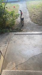 Lost Male Cat last seen St albans, Saint Albans, VIC 3021