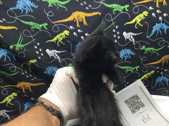Shelter Stray Female Cat last seen Near BLOCK WILSHIRE ST RIVERSIDE 92501, 6851 Van Buren Boulevard, Jurupa Valley, CA 92509, USA