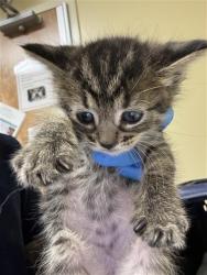 Shelter Stray Female Cat last seen TURNBRIDGE DR & LUTHER DR, 2127 Front St, Sacramento, CA 95818, USA