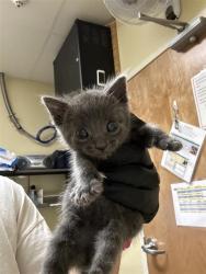 Shelter Stray Male Cat last seen TORONTO WAY & 25TH AVE, 2127 Front St, Sacramento, CA 95818, USA
