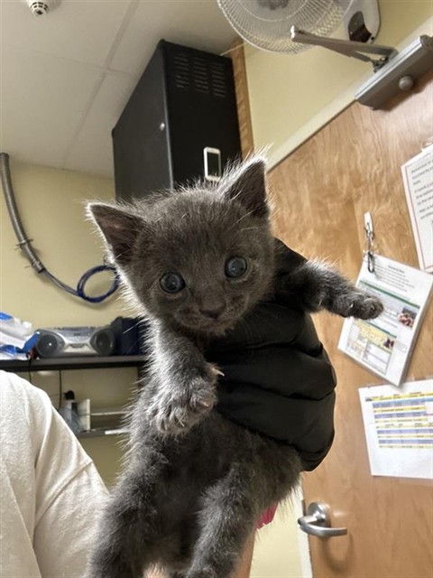 Shelter Stray Male Cat last seen TORONTO WAY & 25TH AVE, 2127 Front St, Sacramento, CA 95818, USA