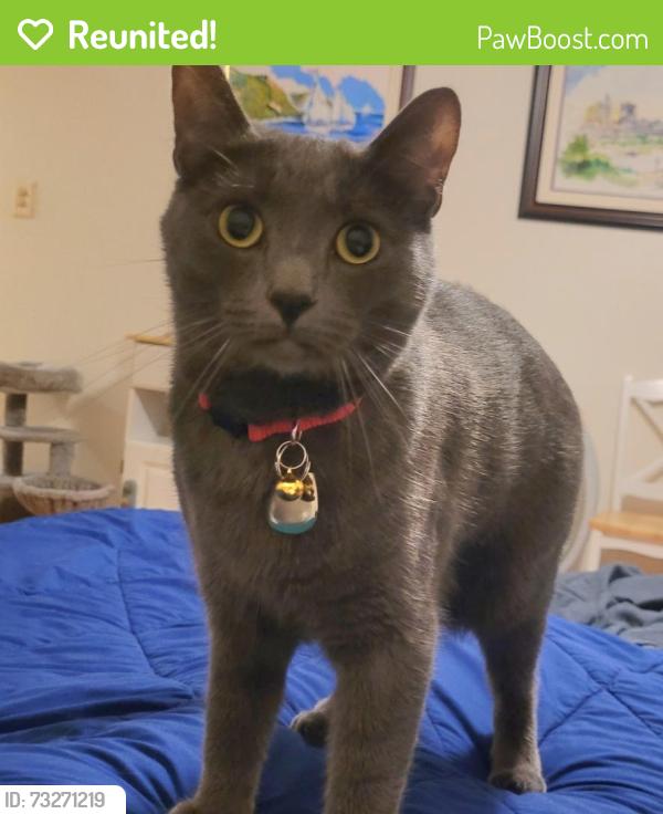Reunited Female Cat last seen Angels Point (specifically, Angels View), Los Angeles, CA 90012