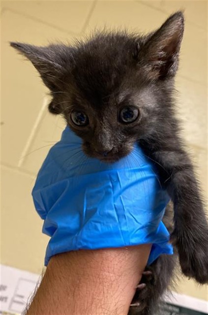 Shelter Stray Male Cat last seen GROTH CIR & FLORA SPRINGS WAY, 2127 Front St, Sacramento, CA 95818, USA