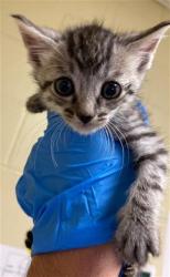 Shelter Stray Male Cat last seen GROTH CIR & FLORA SPRINGS WAY, 2127 Front St, Sacramento, CA 95818, USA