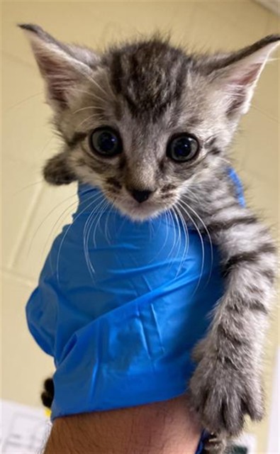 Shelter Stray Male Cat last seen GROTH CIR & FLORA SPRINGS WAY, 2127 Front St, Sacramento, CA 95818, USA