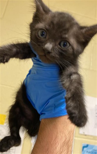 Shelter Stray Male Cat last seen GROTH CIR & FLORA SPRINGS WAY, 2127 Front St, Sacramento, CA 95818, USA