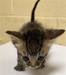 Shelter Stray Male Cat last seen GROTH CIR & FLORA SPRINGS WAY, 2127 Front St, Sacramento, CA 95818, USA