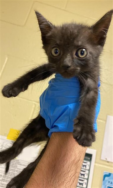 Shelter Stray Male Cat last seen GROTH CIR & FLORA SPRINGS WAY, 2127 Front St, Sacramento, CA 95818, USA