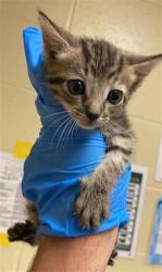 Shelter Stray Male Cat last seen GROTH CIR & FLORA SPRINGS WAY, 2127 Front St, Sacramento, CA 95818, USA