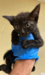 Shelter Stray Female Cat last seen GROTH CIR & FLORA SPRINGS WAY, 2127 Front St, Sacramento, CA 95818, USA