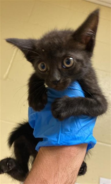 Shelter Stray Female Cat last seen GROTH CIR & FLORA SPRINGS WAY, 2127 Front St, Sacramento, CA 95818, USA