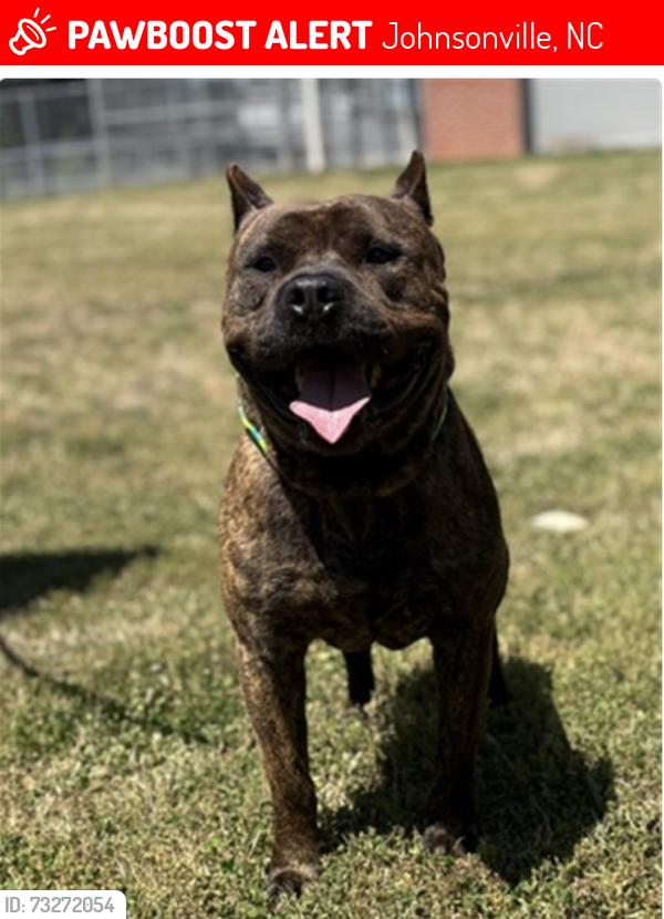 Lost Male Dog last seen Old gas station, Johnsonville, NC 28326