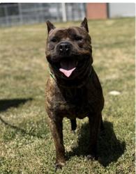 Lost Male Dog last seen Old gas station, Johnsonville, NC 28326