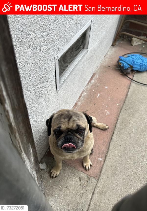 Lost Male Dog last seen Gilbert St., San Bernardino, CA 92404