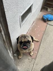 Lost Male Dog last seen Gilbert St., San Bernardino, CA 92404