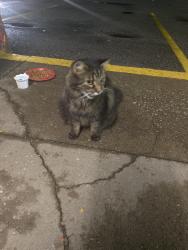 Found/Stray Unknown Cat last seen Circle k atwater ohio, Atwater, OH 44201