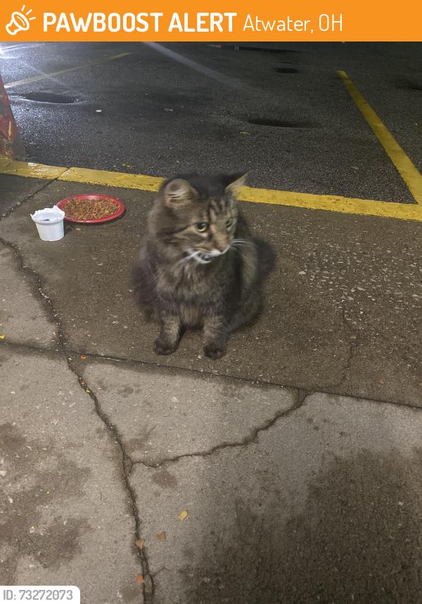 Found/Stray Unknown Cat last seen Circle k atwater ohio, Atwater, OH 44201