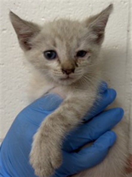 Shelter Stray Female Cat last seen DEL ROSA, 333 Chandler Pl, San Bernardino, CA 92408, USA