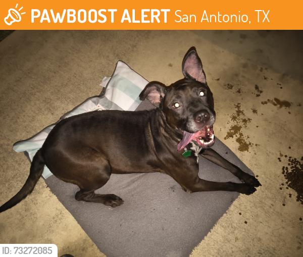 Found/Stray Female Dog last seen Wistful full 78244, San Antonio, TX 78244