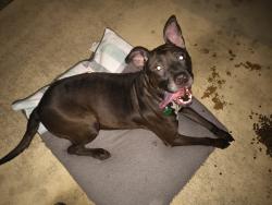 Found/Stray Female Dog last seen Wistful full 78244, San Antonio, TX 78244